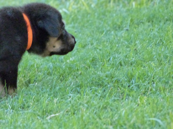 chinook dog